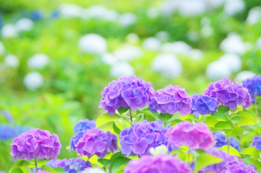 頭皮ケアと梅雨の季節に多いにきびのお悩みについて